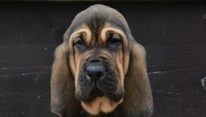 Bloodhound Dog