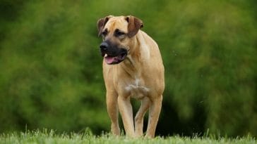 Boerboel Dog Names