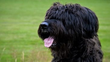 Briard Dog Names