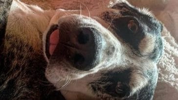 Catahoula Leopard Dog