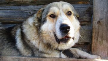 Caucasian Shepherd Dog Names
