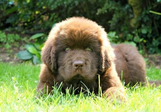 Cool Newfoundland Names for Dogs