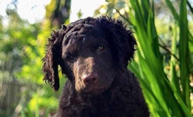 Top 142 Best Curly-Coated Retriever Dog Names