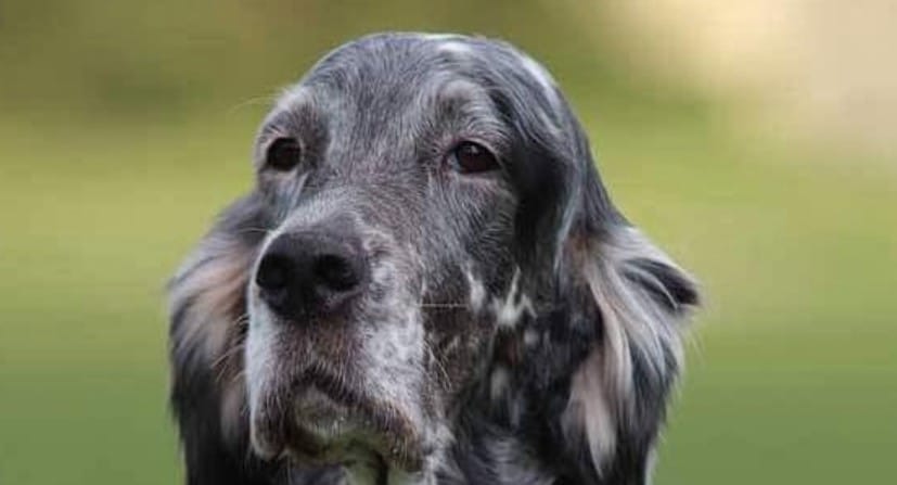 Top 130 Best English Setter Dog Names