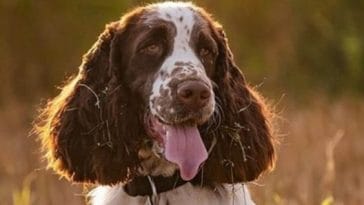 English Springer Spaniel