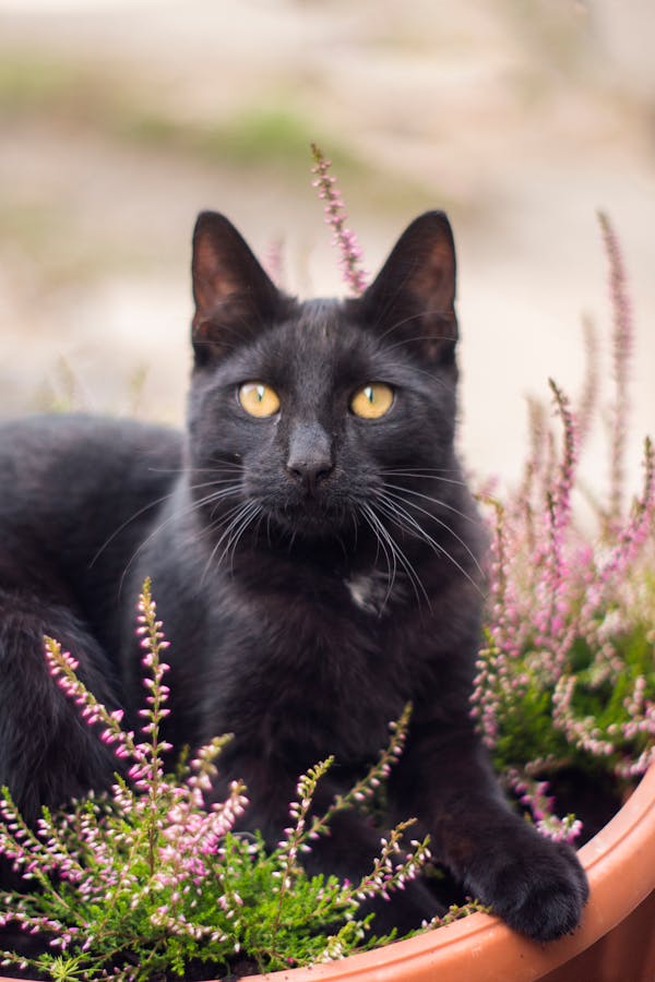 Fall Names for Black Cats