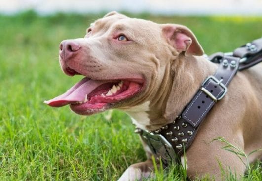 Best Pitbull Names: A List of 250+ Unique Dog Names for a Pitbull