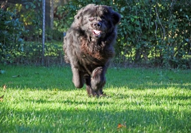 Funny Names for Newfoundland Dogs