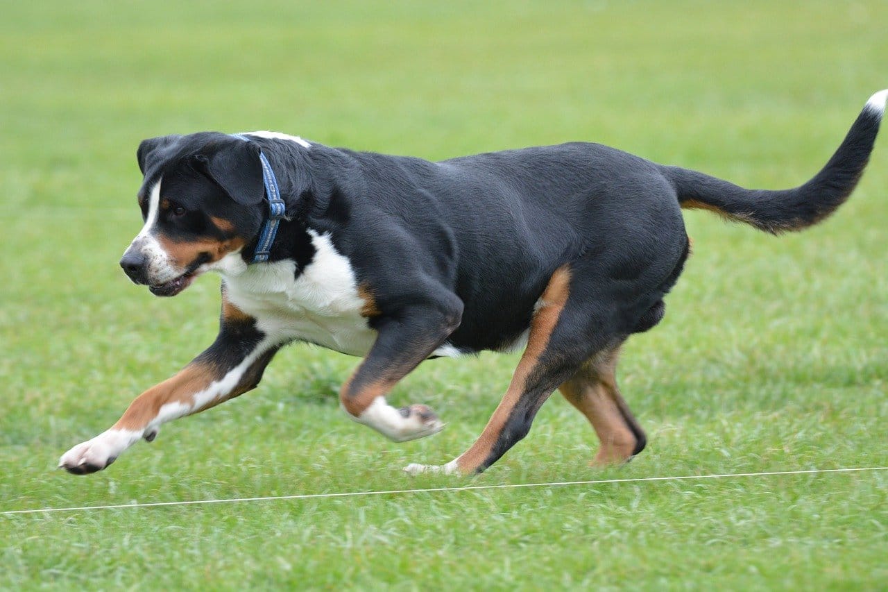 Greater Swiss Mountain Dog Names
