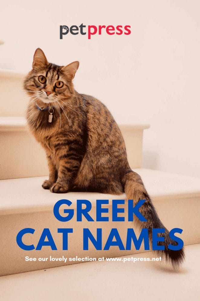 Greek Cat Names