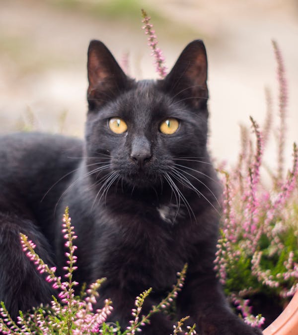 Hawaiian Cat Names for black cats