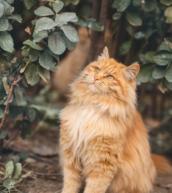 Hawaiian Cat Names for orange cats