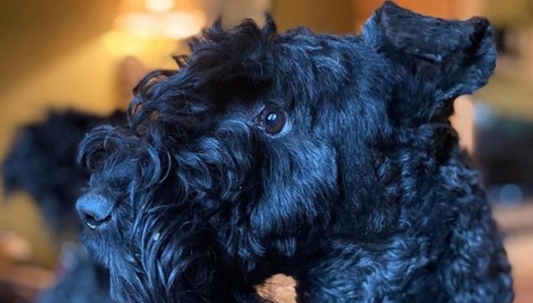 Top 120 Best Kerry Blue Terrier Dog Names