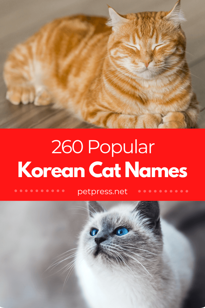 260 Popular Male And Female Korean Cat Names with Meanings