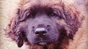Leonberger-Dog