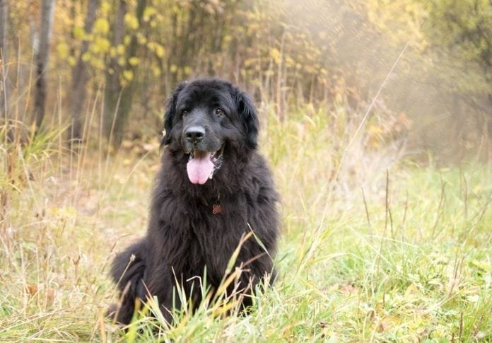 170+ Best Newfoundland Dog Names: Unique Ideas For This Dog Breed