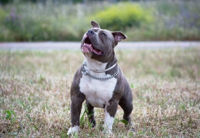 Male Pit Bull Names