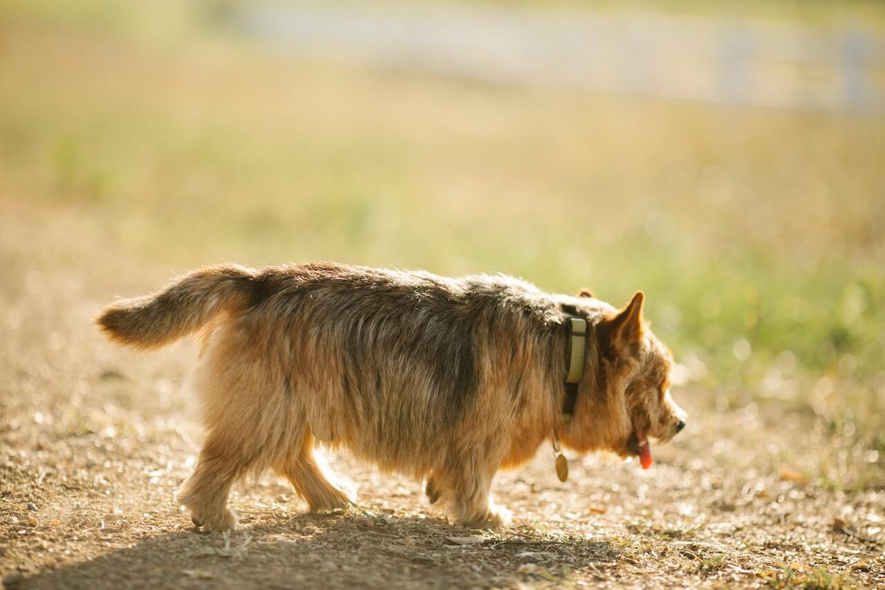Norwich Terrier Dog Names