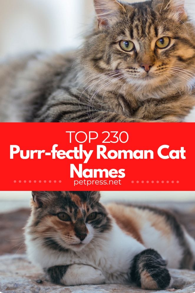 Roman Cat Names
