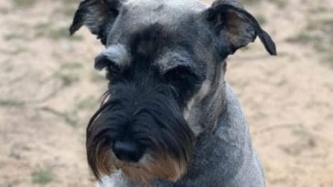 Schnauzer Dog