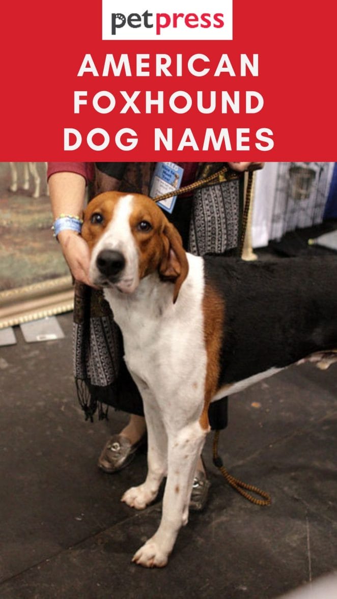 american-foxhound-dog-names