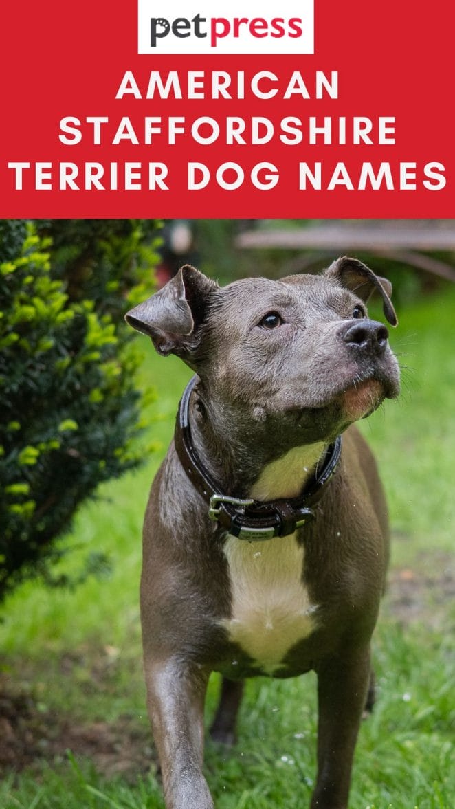 american-staffordshire-terrier-dog-names
