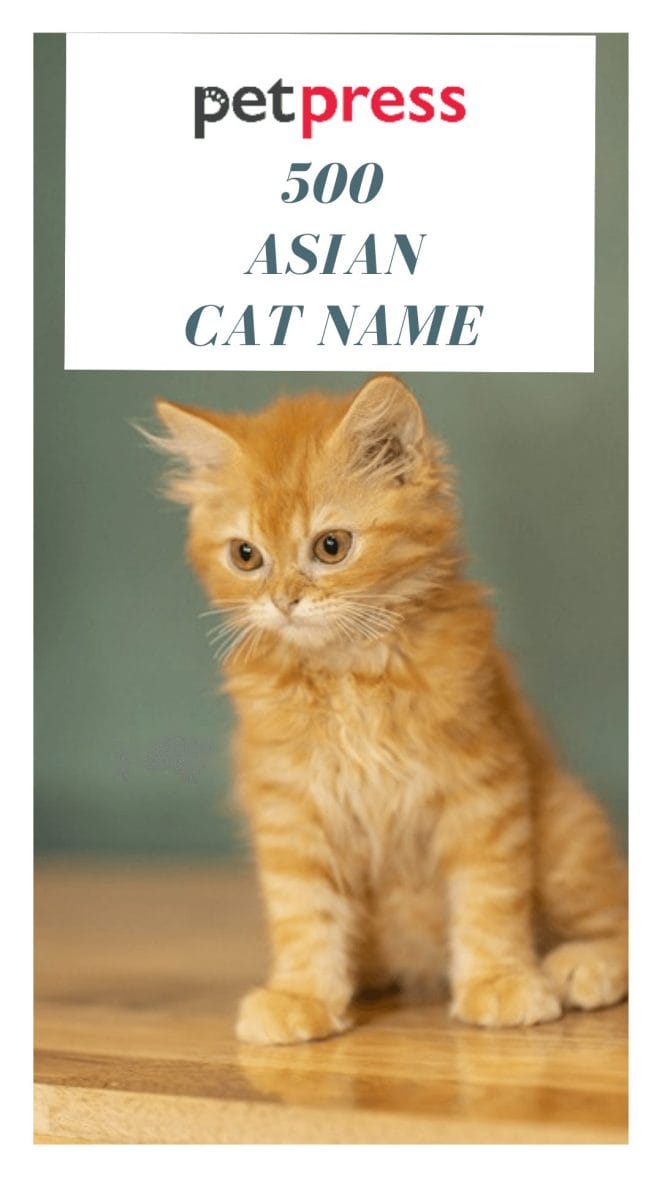 asian-cat-names