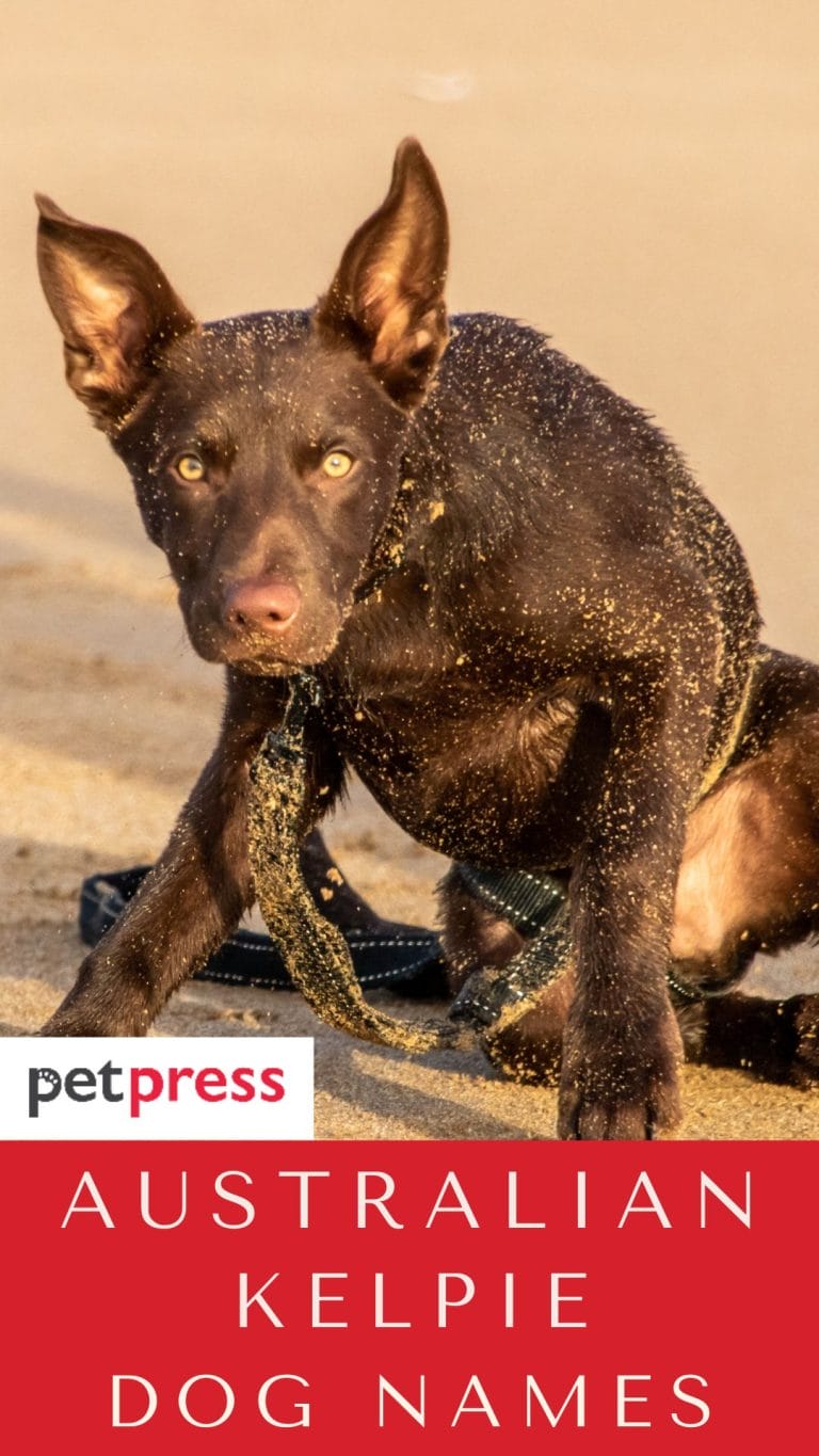 Top 50+ Best Australian Kelpie Dog Names in 2022 PetPress