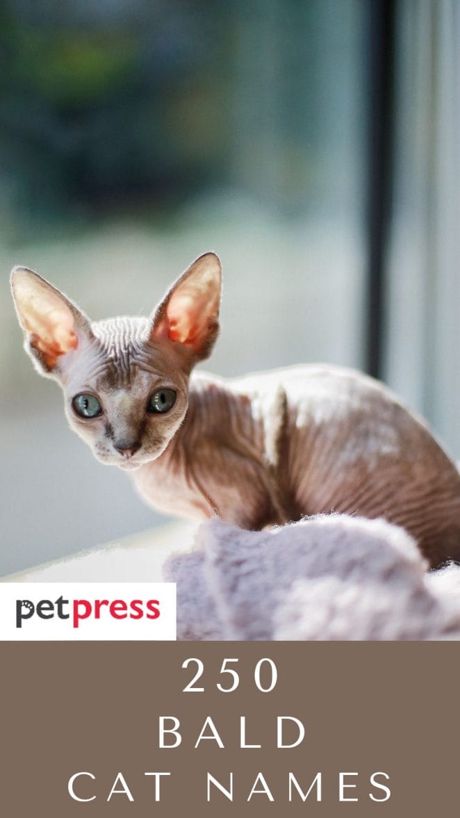 bald-cat-names