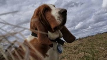 basset hound