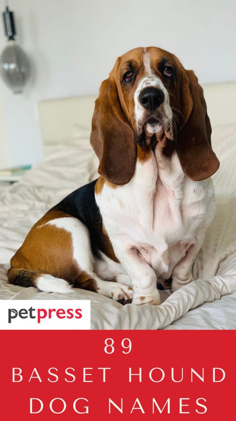 Top 89 Best Basset Hound Dog Names PetPress