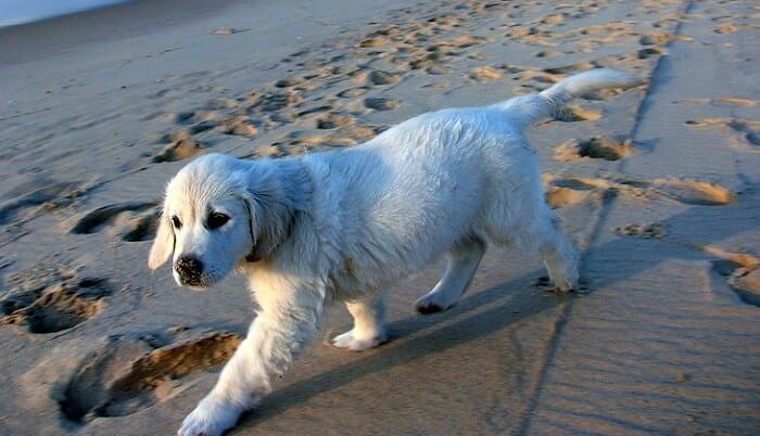 180 Beach Inspired Dog Names PetPress beachy-tattoos-subtle-tattoos-dainty-tattoos-small-tattoos-fiji