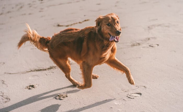 180 Beach Inspired Dog Names