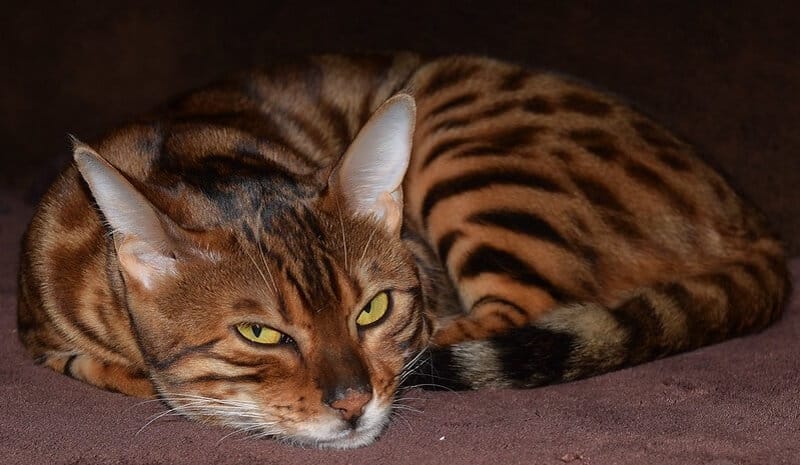 best-bengal-cat-names-petpress