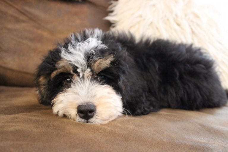 145 Best Bernedoodle Dog Names - Male & Female Name Ideas - PetPress