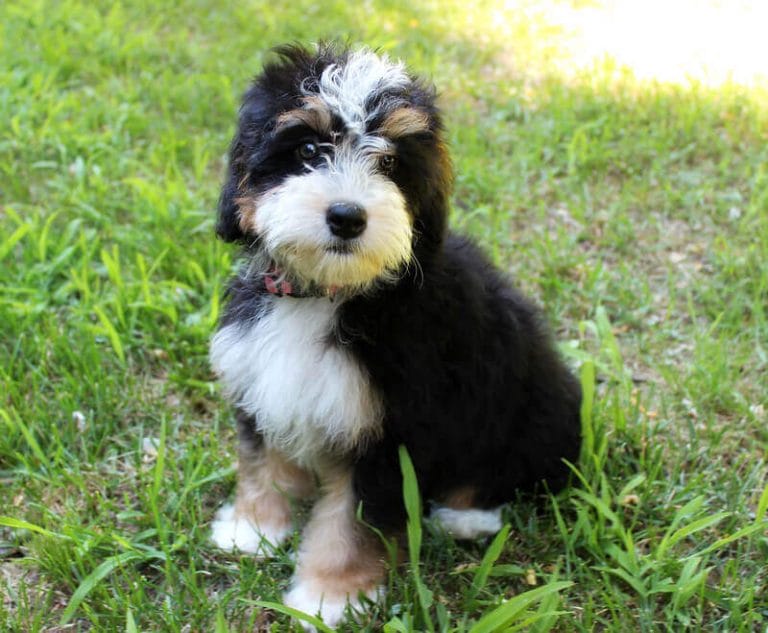 145 Best Bernedoodle Dog Names Male & Female Name Ideas PetPress