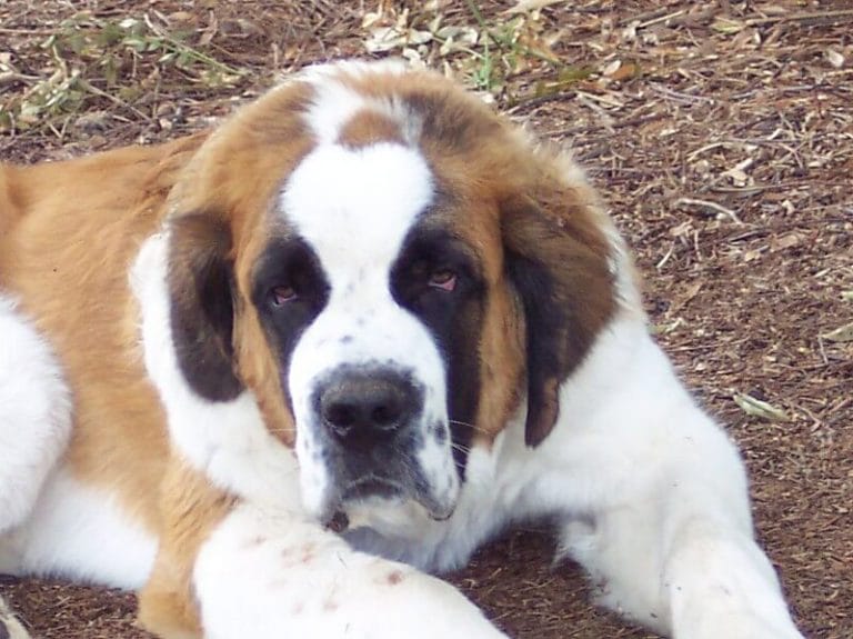 160 Best Names For Big Male Dogs PetPress 160-best-names-for-big-male-dogs-petpress