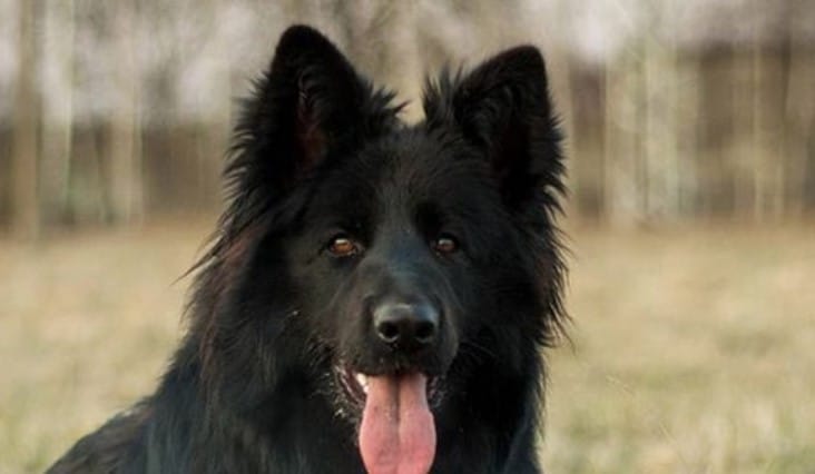 30 Strong German Shepherd Dog Names for Female Dogs