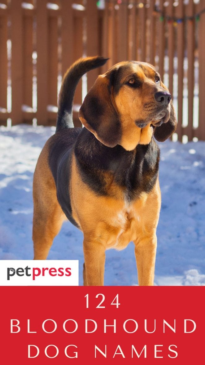 bloodhound-dog-names