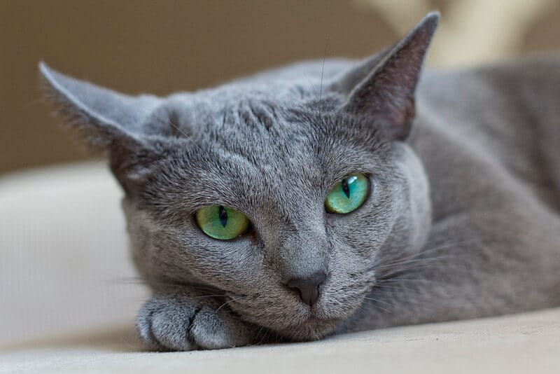 320 Best Male and Female Russian Blue Cat Names