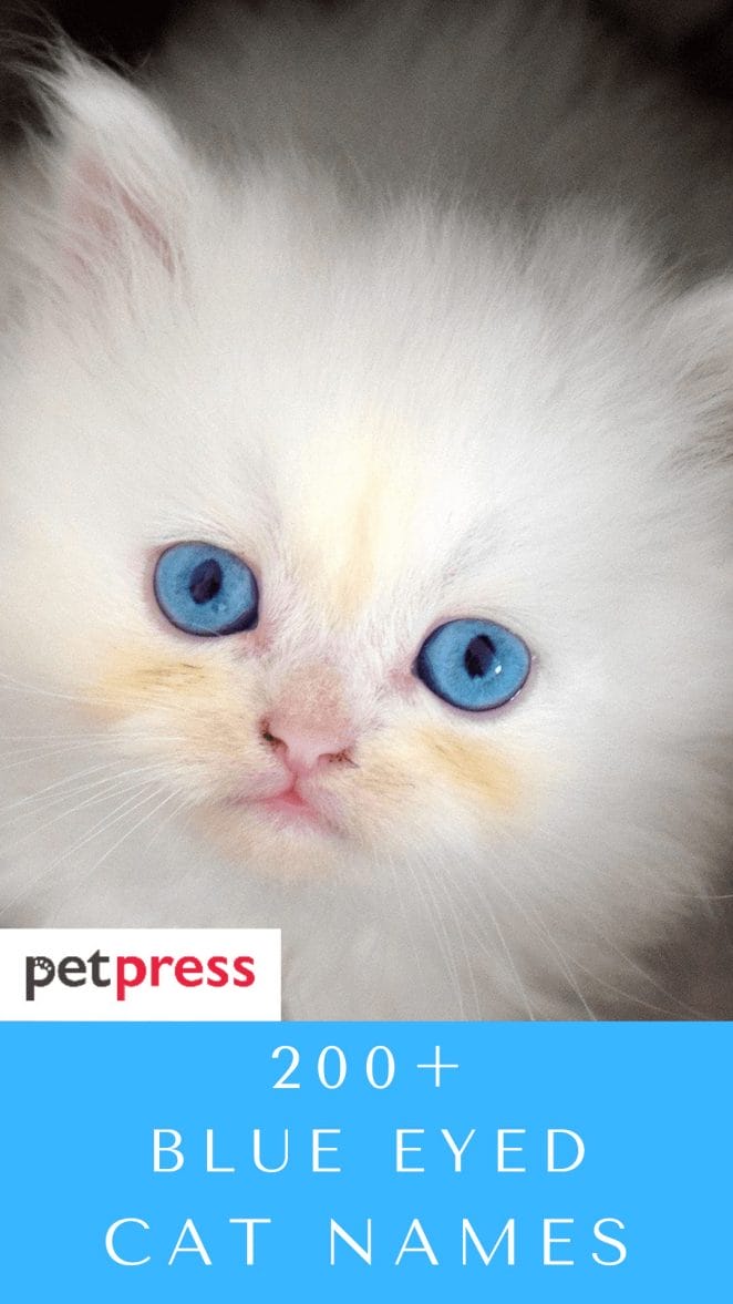 blue-eyed-cat-names