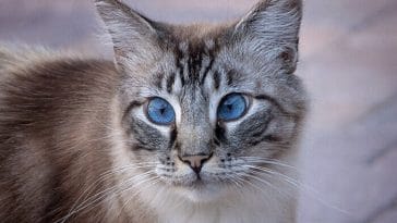 blue-eyed cat names