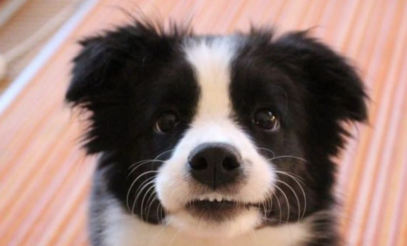 125 Great Male And Female Australian Dog Names