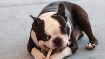boston terrier