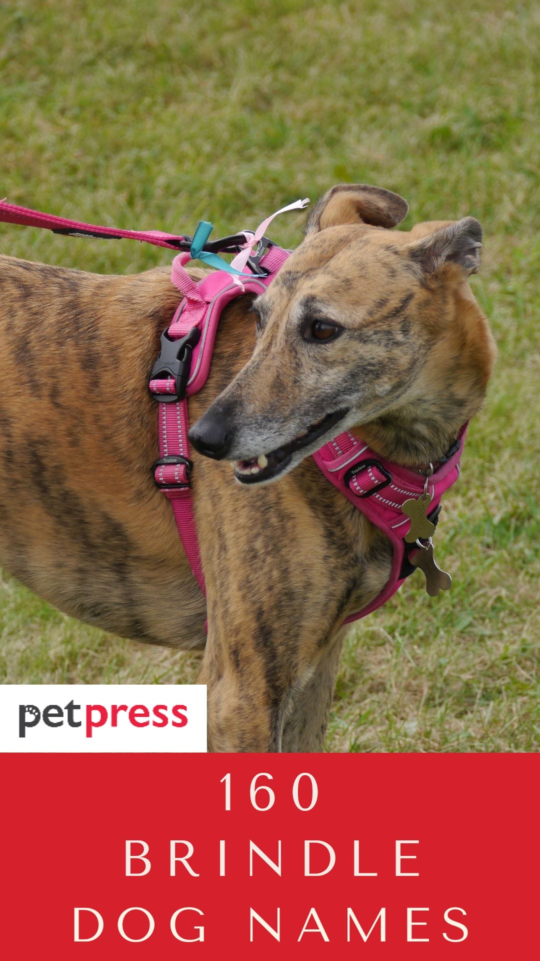 Brindle Dog Names 160 Perfect Ideas! PetPress