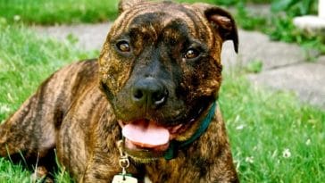 brindle dog names