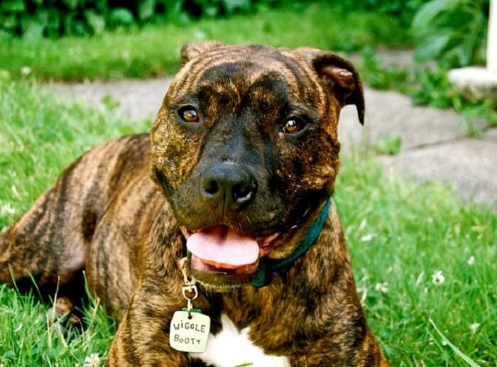 brindle dog names