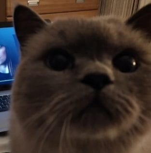 15 Funny British Shorthair Cat That Make You Can't Work From Home