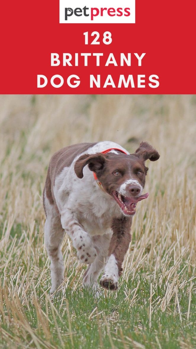brittany-dog-names