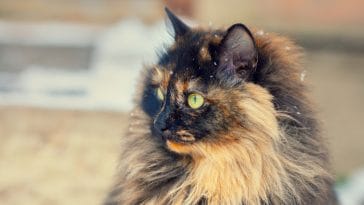 brown-tortoiseshell-cat-names